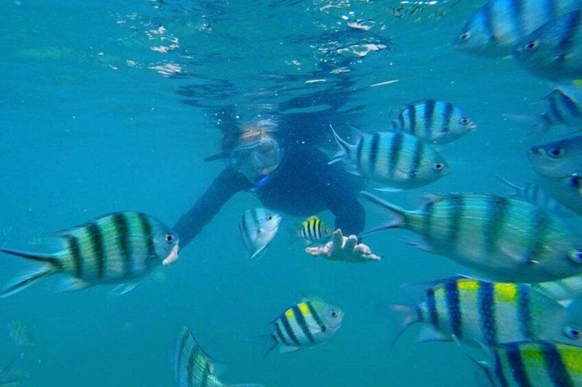 A person scuba diving surrounded by fish. 3