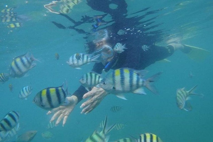 A person swimming with striped fish in clear water. 2