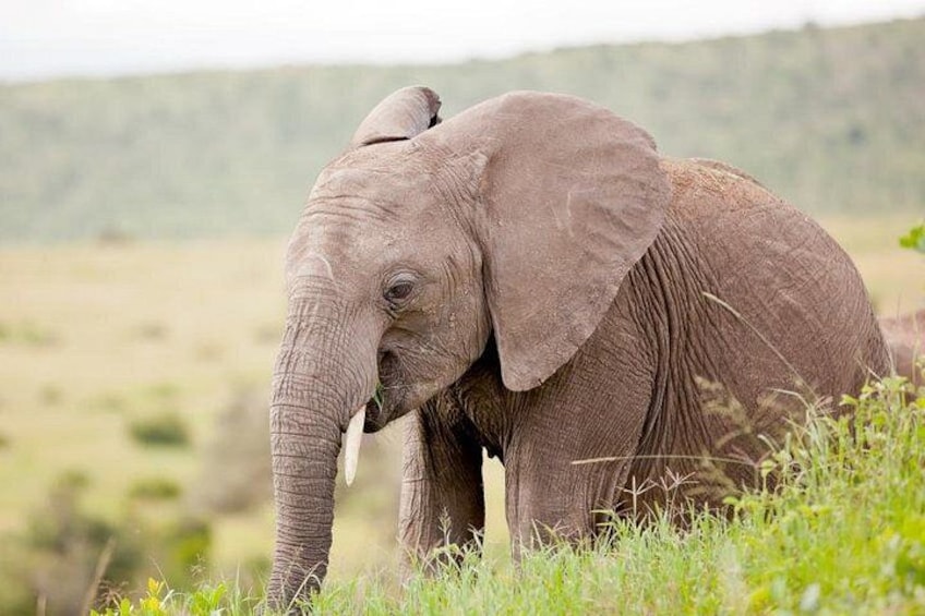 An elephant in a grassy field with a hilly landscape in the background. 4