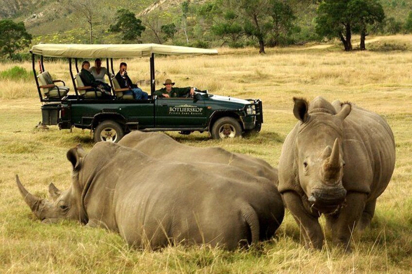 Botlierskop 4x4 Safari Game Drive 3