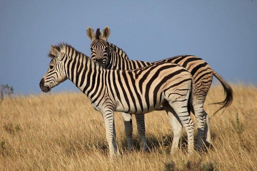 Botlierskop Safari 2