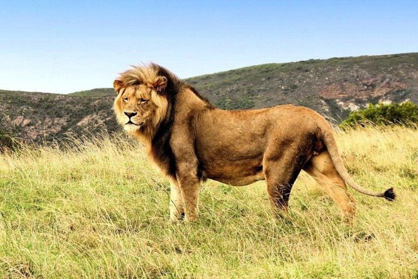 Botlierskop Lions 5