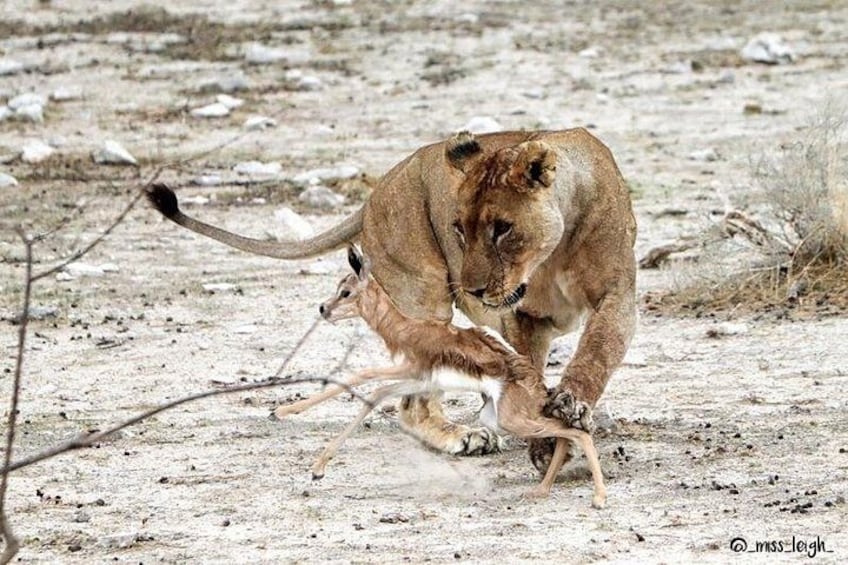 A lioness with a gazelle in a dry, rocky terrain. 1