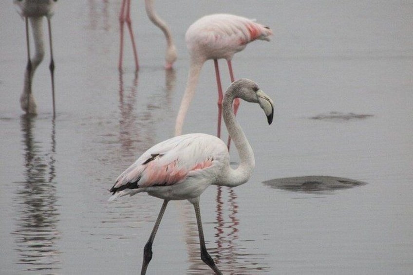 Two flamingos standing in shallow water. 2