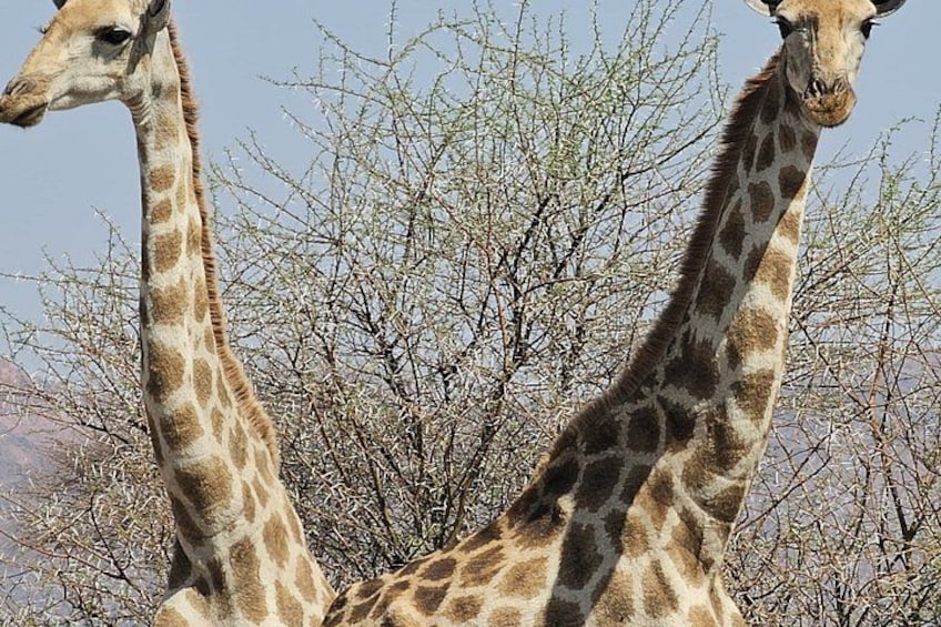 Two giraffes standing in a dry, bushy landscape with sparse trees. 3