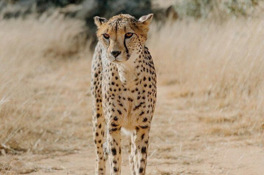 Un guépard se tient debout dans un champ d’herbe. 2