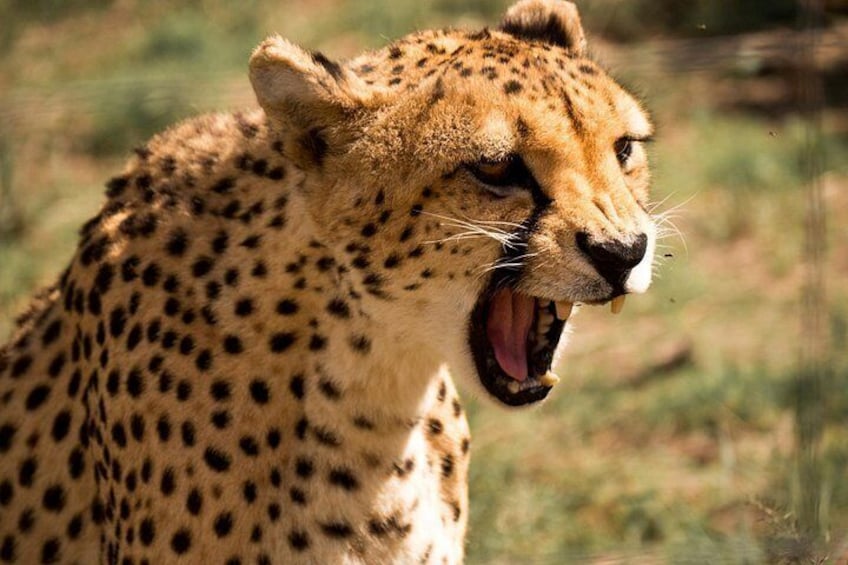 Ein Gepard mit geflecktem Fell und weit aufgerissenem Maul. 1