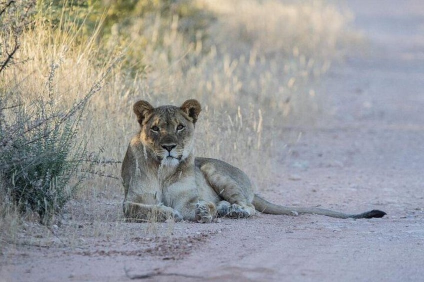 Un lion est allongé sur un chemin de terre, entouré d’herbes sèches et de buissons. 3