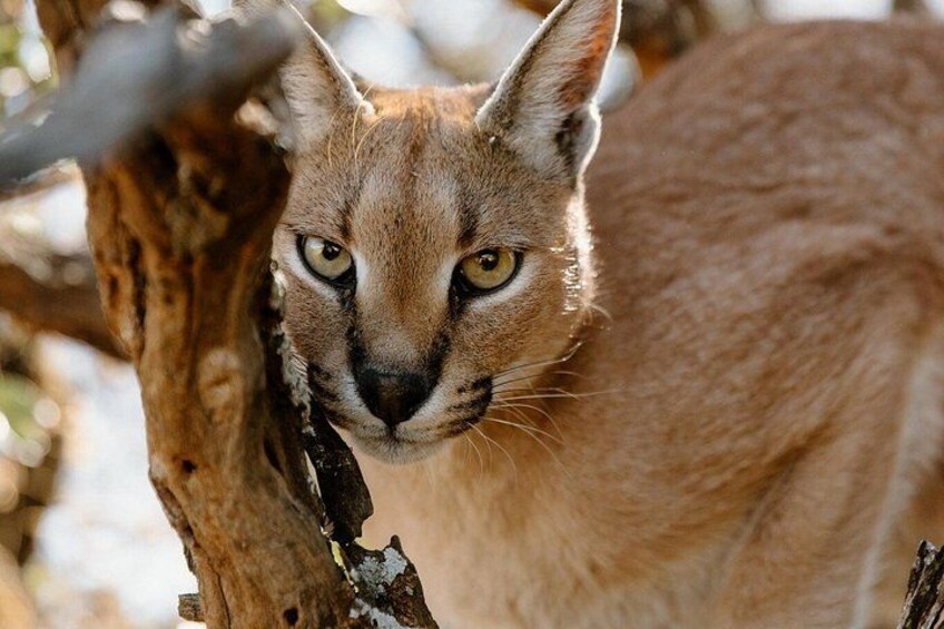 A lynx with a focused gaze, surrounded by trees and natural foliage. 2