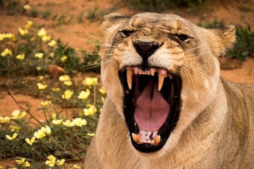 Un lion, la gueule grande ouverte, exhibant ses dents, dans un environnement naturel avec des fleurs jaunes et un sol rouge. 5