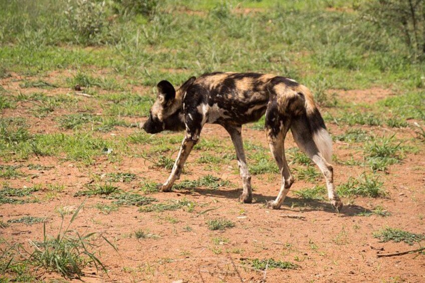 A wild dog walking on a dirt path with sparse grass. 4
