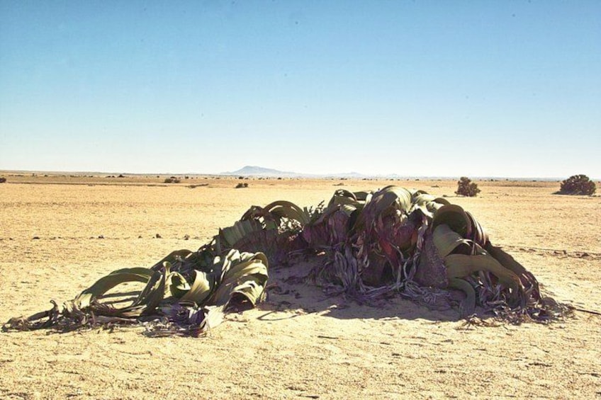Paesaggio desertico con un ammasso di piante verdi e viola. 1