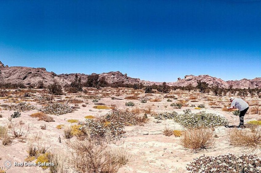 Paesaggio desertico con vegetazione rada, terreno roccioso e cielo azzurro limpido. 2