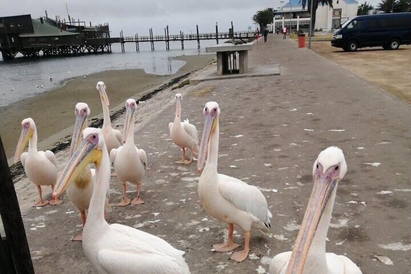 Sandwich Harbour