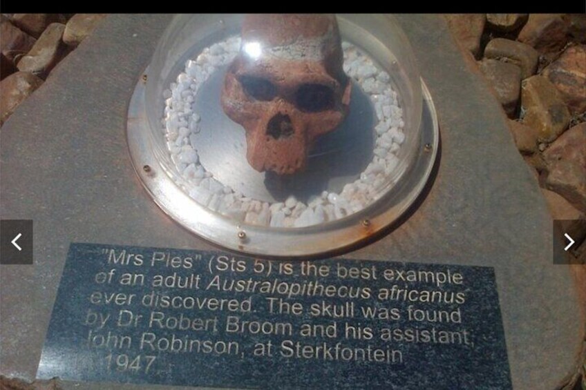 Mrs ples bone at Maropeng museum