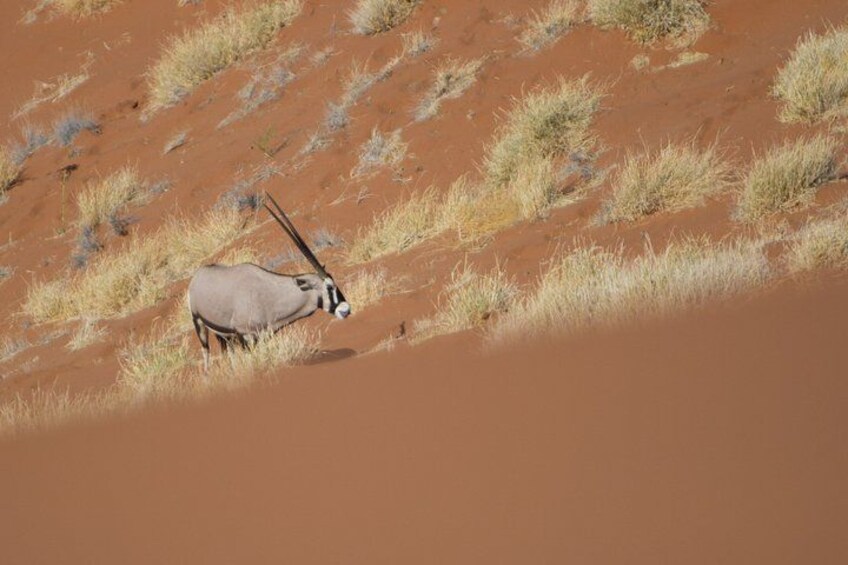 3-Day Sossusvlei Express Accommodated Safari from Swakopmund 2