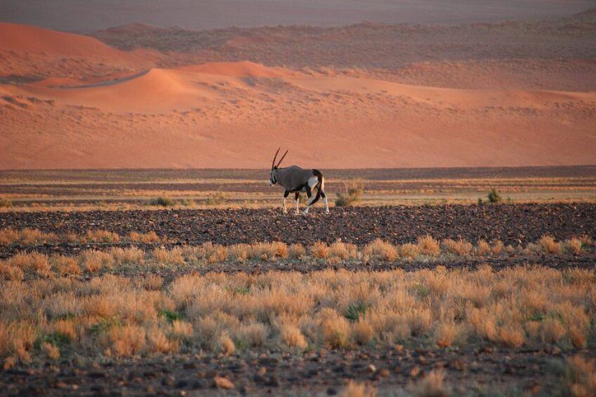 3-Day Sossusvlei Express Accommodated Safari from Swakopmund 3