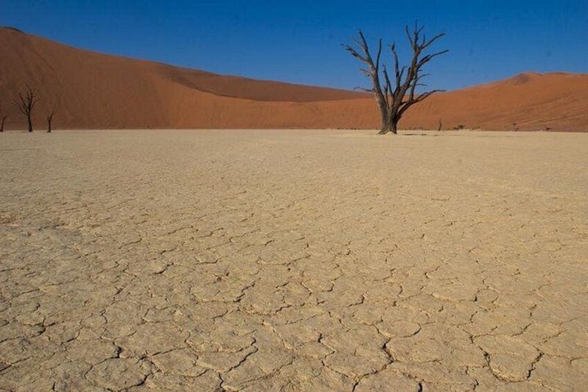 A desert landscape with cracked ground, a single leafless tree, and sand dunes in the background. 3