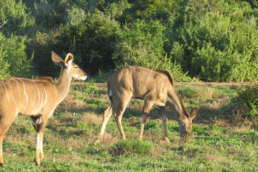 Two deer in a grassy field with dense bushes in the background. 5