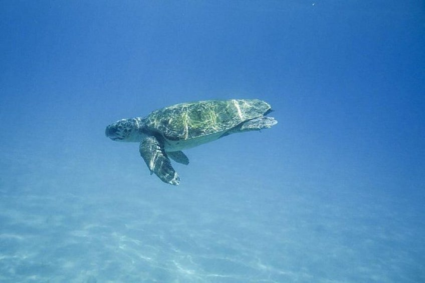 Caretta-Caretta Turtle Trip 3