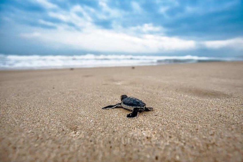 Caretta-Caretta Turtle Trip 4