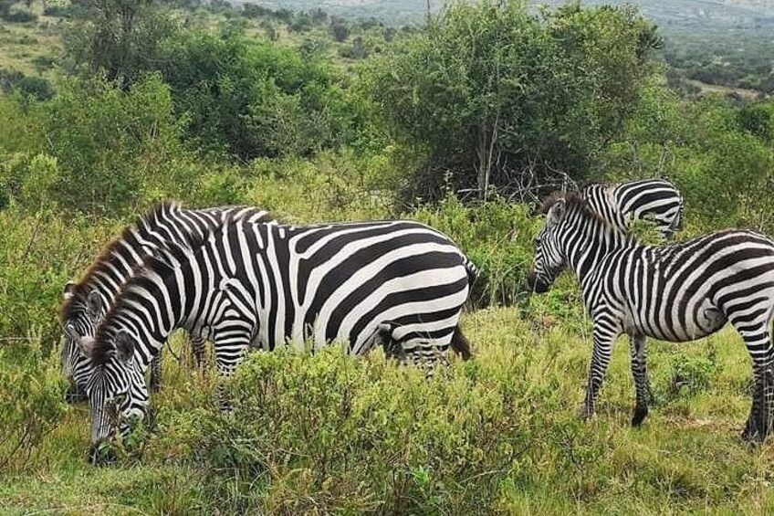 2 Days - Mikumi safari depart from Zanzibar or Dar es salaam 3
