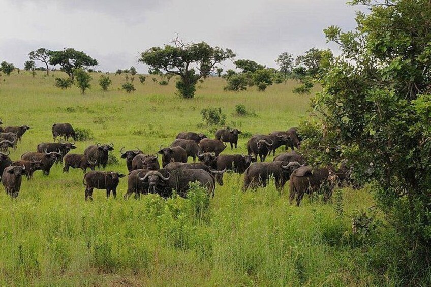 2 Days - Mikumi safari depart from Zanzibar or Dar es salaam 2