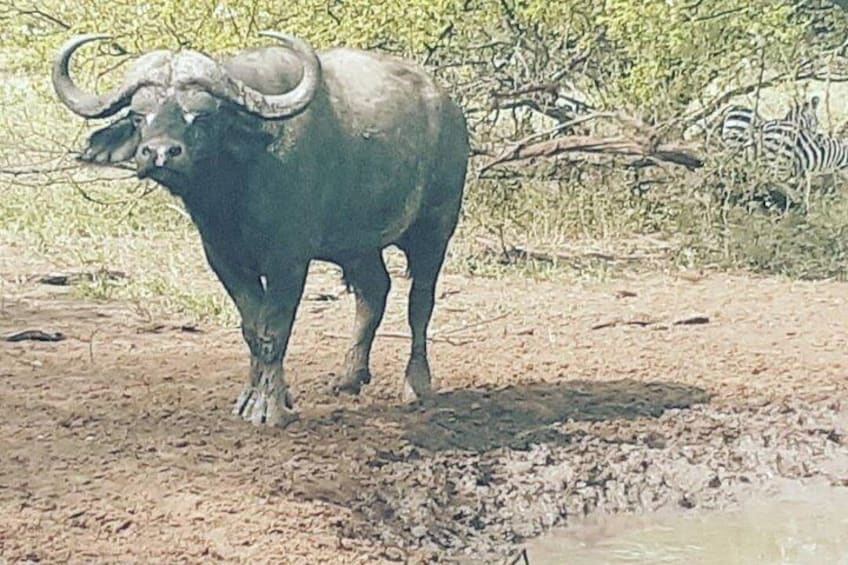 A buffalo standing in a muddy area with sparse vegetation and a zebra in the background. 3