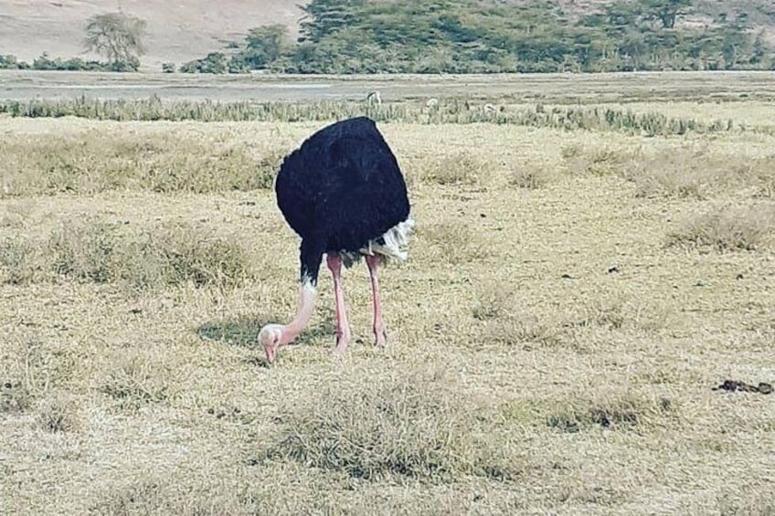 An ostrich grazing in a dry grass field with a hilly landscape in the background. 4