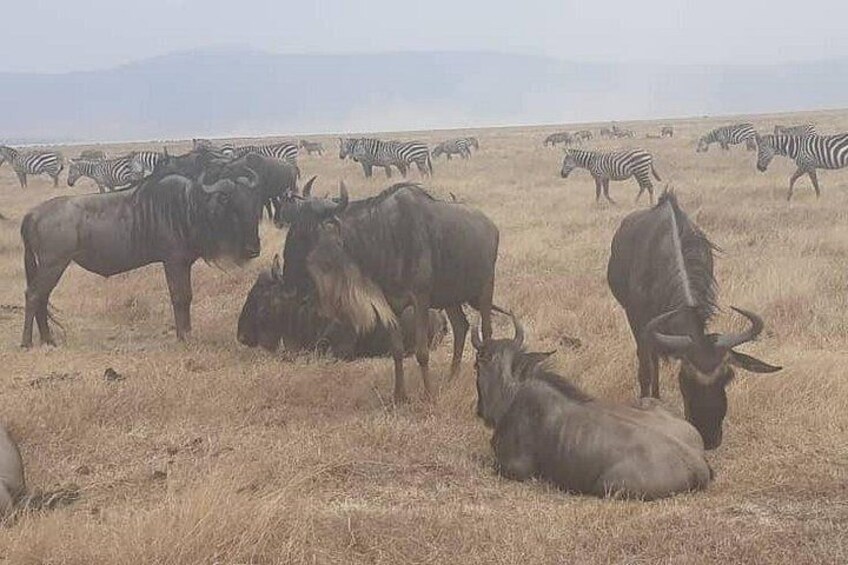 A herd of wildebeests and zebras grazing in a dry grassland with mountains in the background. 2