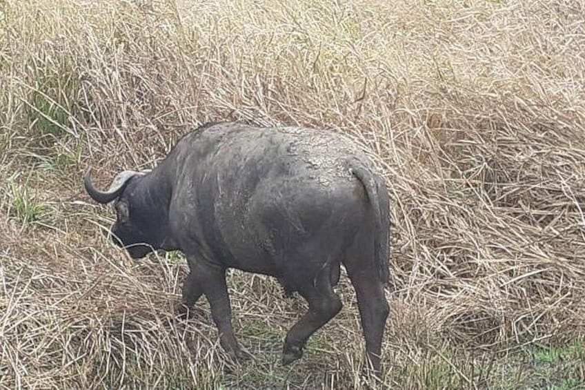 A buffalo in a grassy field. 5