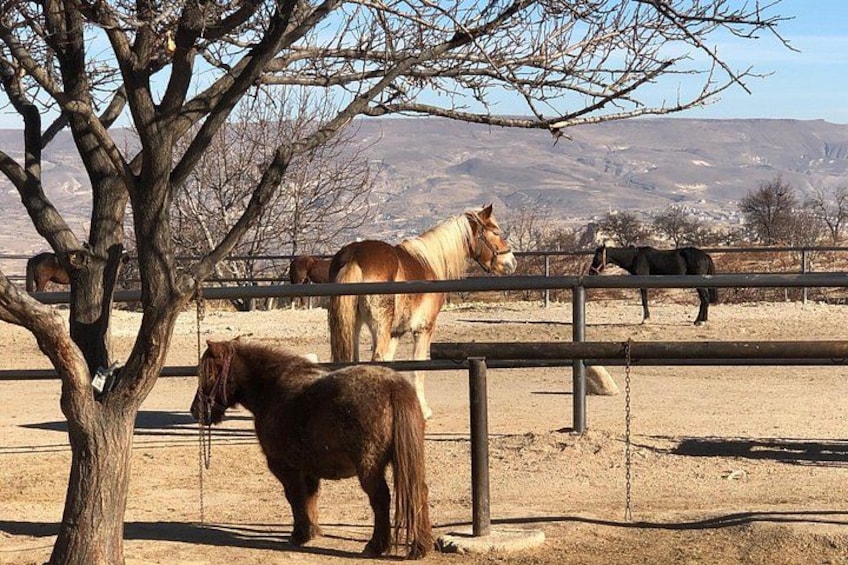 A fenced area with horses and a tree. 2