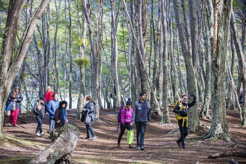 A group of people hiking in a forest with tall trees and a dirt path. 3