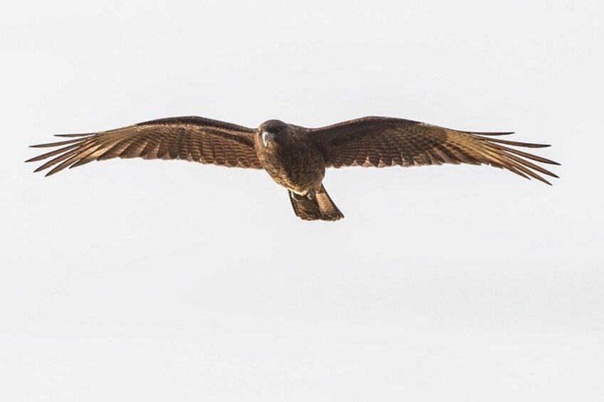 A bird of prey in flight against a clear sky. 2