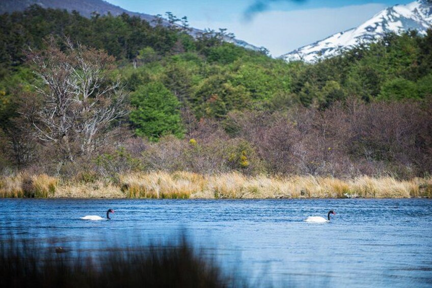 A lake with swans swimming, surrounded by trees and a mountain in the background. 5
