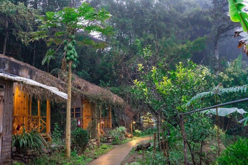 Una casa rustica con tetto di paglia, circondata da vegetazione rigogliosa e una pianta di banane. 3
