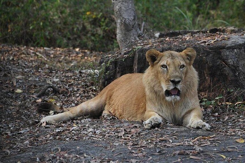 Un león descansando en el suelo, con un árbol y hojas secas al fondo. 3