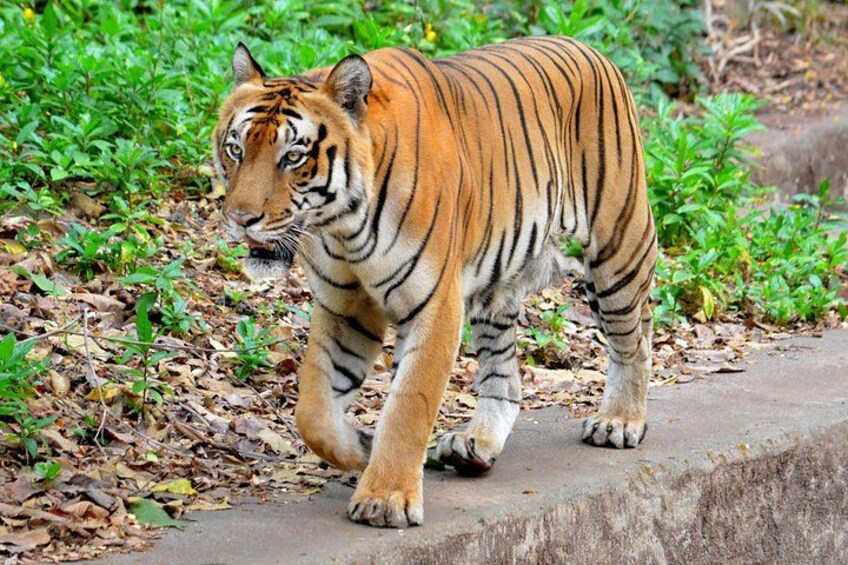 Un tigre caminando sobre un sendero de concreto rodeado de follaje. 4
