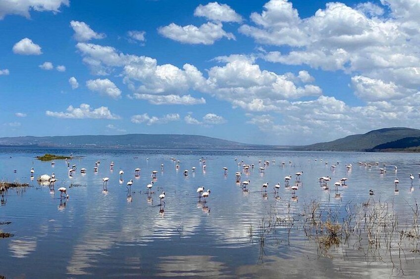 A lake with numerous flamingos standing in the water, surrounded by a clear sky and distant hills. 2
