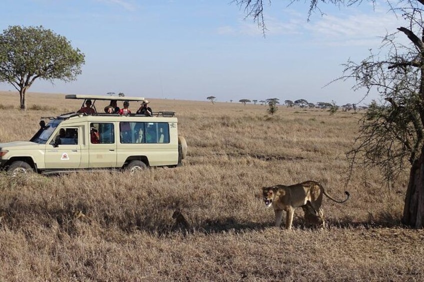 A safari vehicle with passengers, a lioness, and a savannah landscape with sparse trees. 4