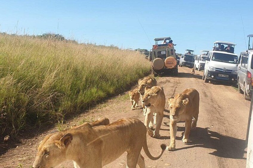 A dirt road with vehicles and a herd of lions. 3