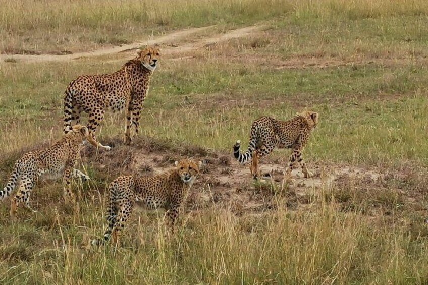 Cheetahs in a grassy field with a dirt path. 5
