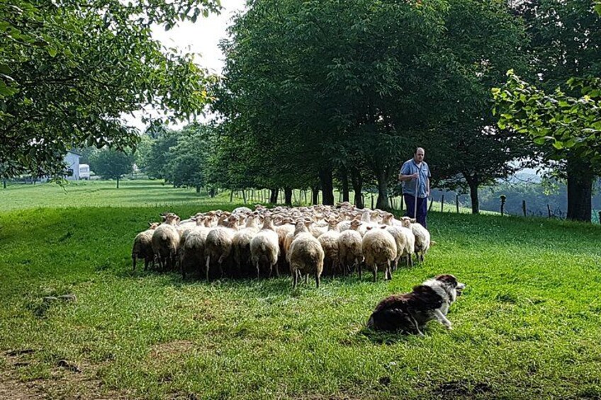 A person herding sheep in a grassy field with trees in the background. 4