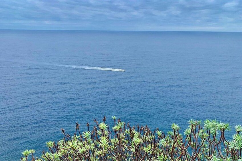 A clear blue ocean with a wake from a boat, and a foreground of green vegetation. 5