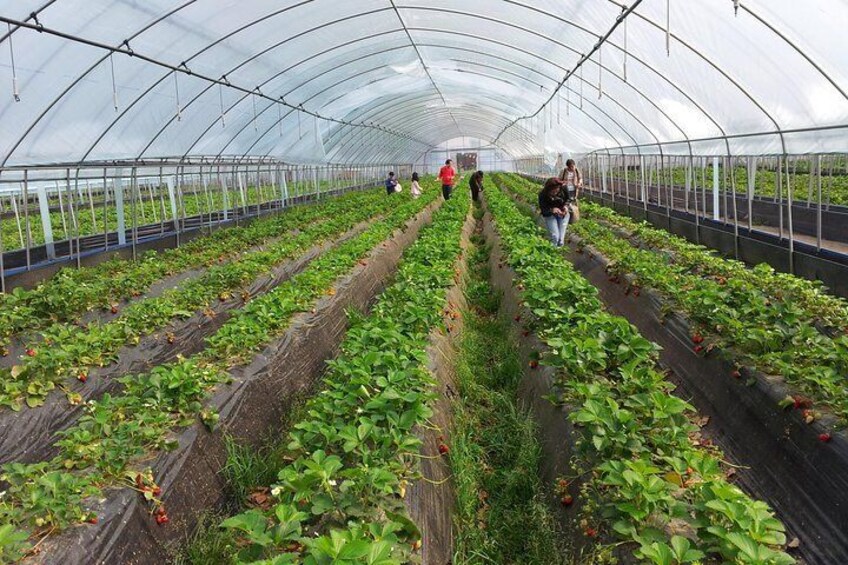 Travelers picking organic strawberries in green house