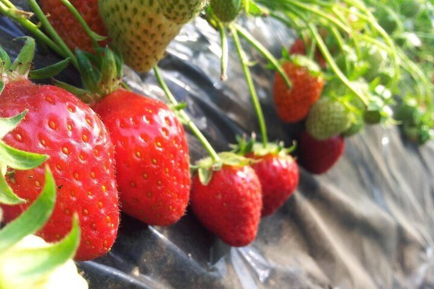 Organic Strawberry