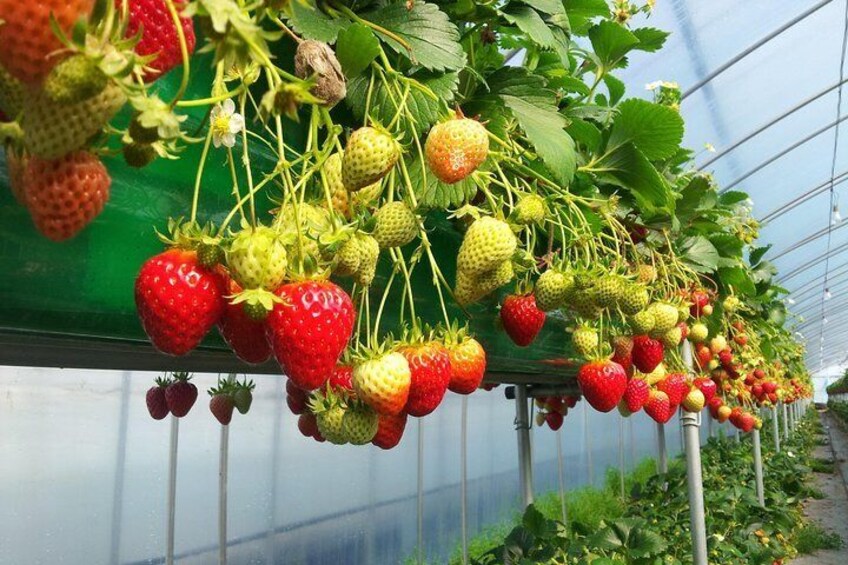 Growing ripe and unripe strawberry mixed