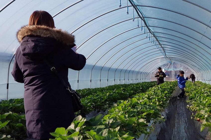 A greenhouse with rows of plants and people walking inside. 2
