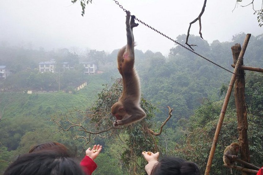 A monkey hanging from a chain, a person reaching out, and a forested landscape in the background. 1