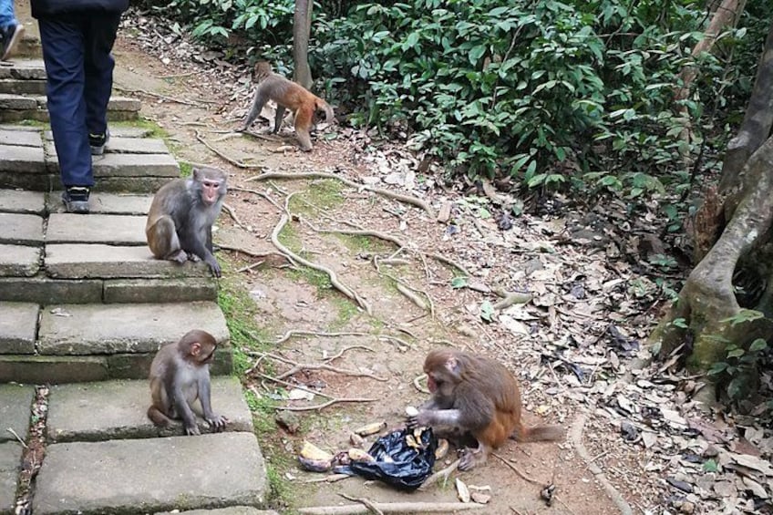 Monkeys on stone steps, a dog, and a person walking. 4